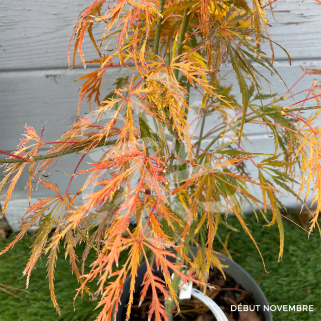 Acer palmatum Emerald Lace Érable du Japon Palmatia Plantes