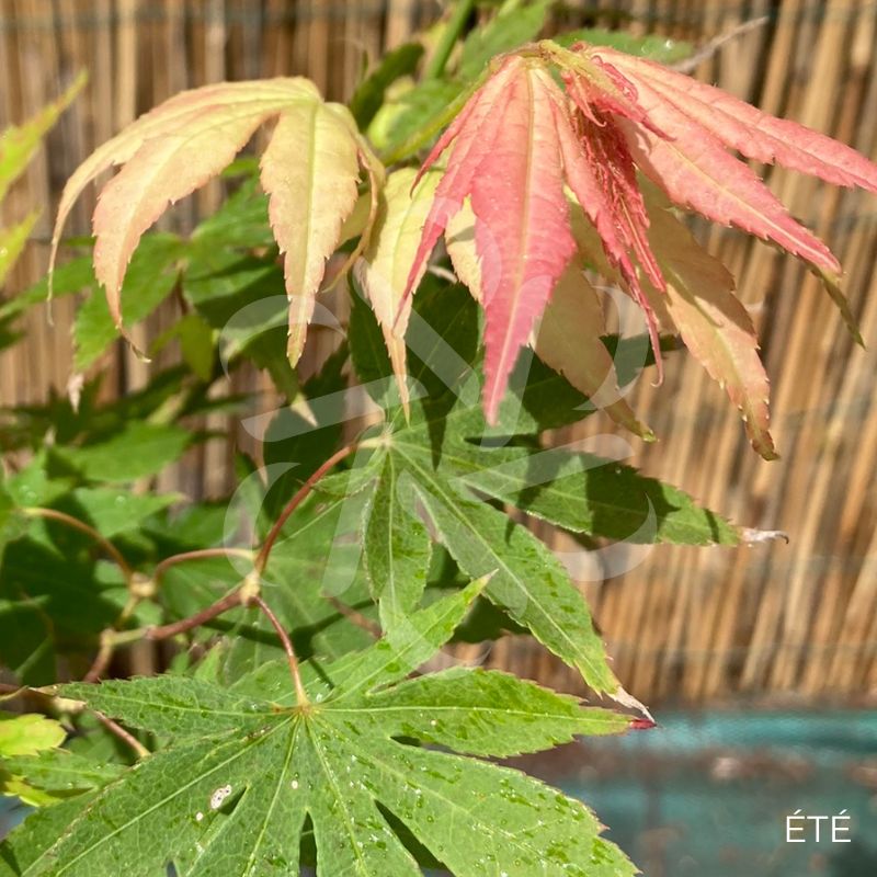 Acer palmatum Kuzu Érable du Japon Palmatia Plantes