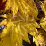 Acer Shirasawanum 'Moonrise' - Érable du Japon