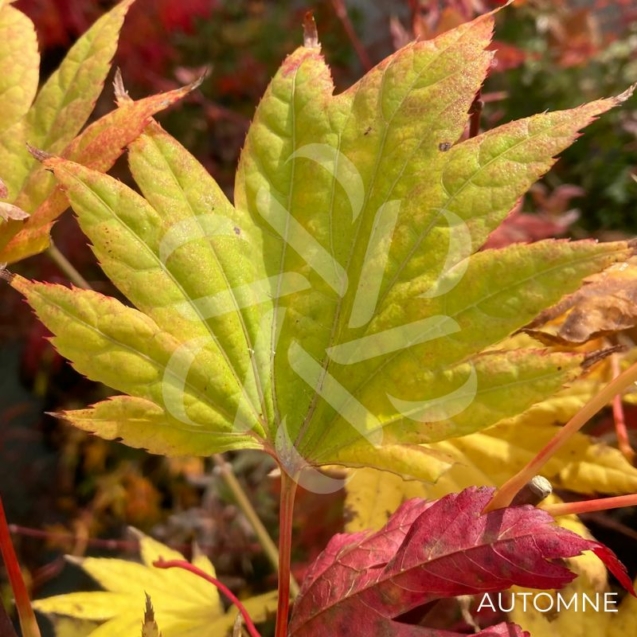 Acer Shirasawanum 'Moonrise' - Érable du Japon