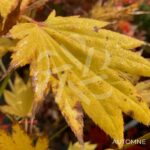 Acer Shirasawanum 'Moonrise' - Érable du Japon
