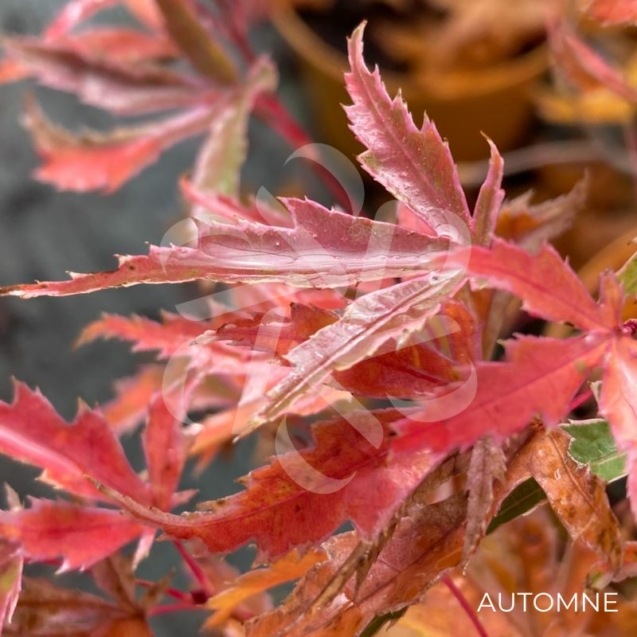 Acer palmatum Butterfly - Érable du Japon