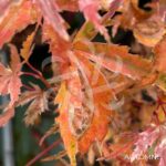 Acer palmatum Butterfly - Érable du Japon
