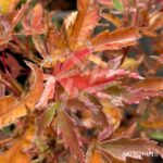 Acer palmatum Butterfly - Érable du Japon