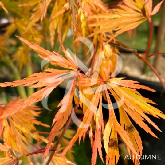 Acer palmatum 'Dissectum Viridis' vert - Érable du Japon