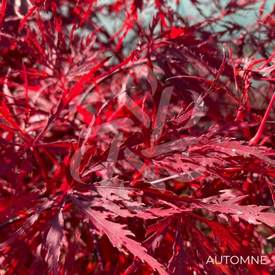 Acer palmatum 'Garnet' - Érable du Japon