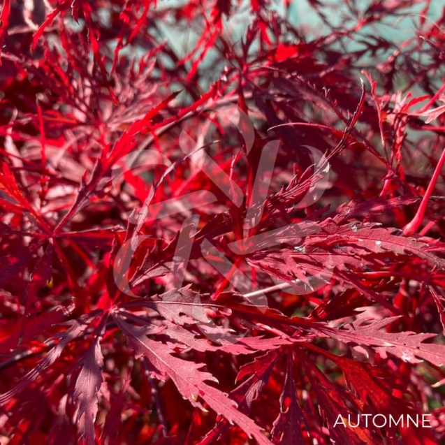 Acer palmatum 'Garnet' - Érable du Japon