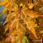 Acer palmatum 'Going Green' - Érable du Japon