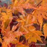 Acer palmatum 'Going Green' - Érable du Japon