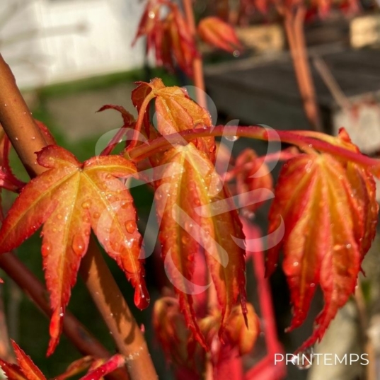 Acer palmatum 'Katsura' - Érable du Japon