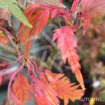 Acer palmatum 'Koshimino' - Érable du Japon