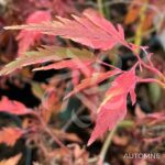 Acer palmatum 'Koshimino' - Érable du Japon