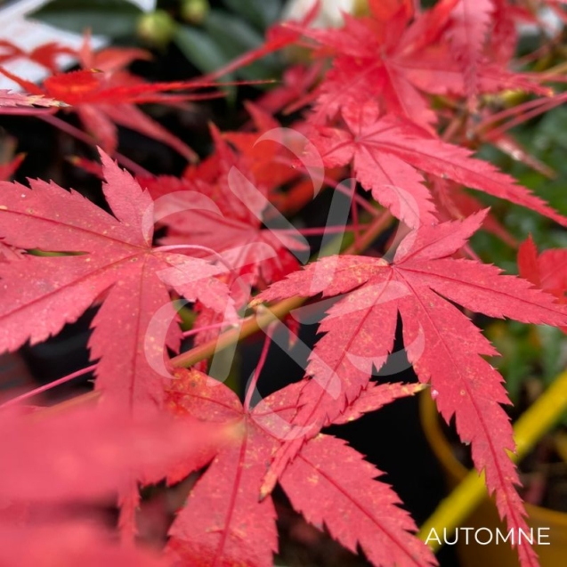 Acer palmatum 'Kyoriyu' - Érable du Japon