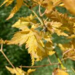 Acer palmatum 'Little Richard' - Érable du Japon
