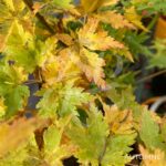 Acer palmatum 'Little Richard' - Érable du Japon