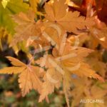Acer palmatum 'Little Richard' - Érable du Japon