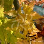 Acer palmatum 'Little Richard' - Érable du Japon