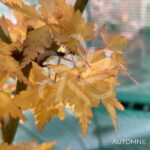 Acer palmatum 'Little Richard' - Érable du Japon