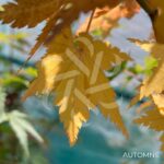 Acer palmatum 'Little Richard' - Érable du Japon