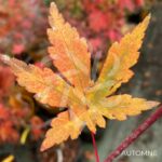 Acer palmatum 'Mila' - Érable du Japon