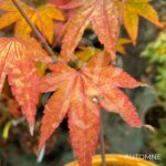 Acer palmatum 'Mila' - Érable du Japon
