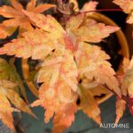 Acer palmatum 'Mila' - Érable du Japon