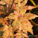 Acer palmatum 'Mila' - Érable du Japon