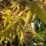 Acer palmatum 'Mira' - Érable du Japon