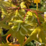 Acer palmatum 'Mira' - Érable du Japon