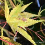 Acer palmatum 'Mira' - Érable du Japon