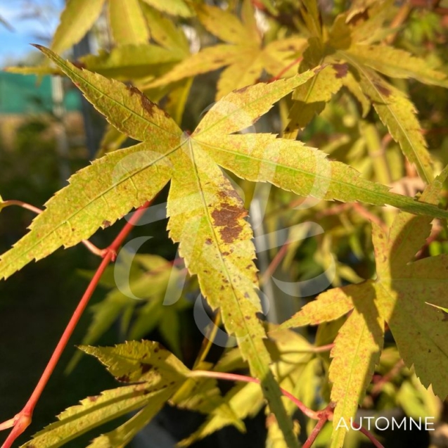 Acer palmatum 'Mira' - Érable du Japon