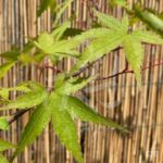 Acer palmatum 'Mira' - Érable du Japon