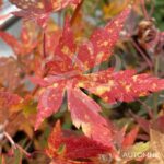 Acer palmatum 'Miya' - Érable du Japon