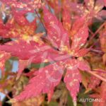 Acer palmatum 'Miya' - Érable du Japon