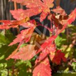 Acer palmatum 'Miya' - Érable du Japon