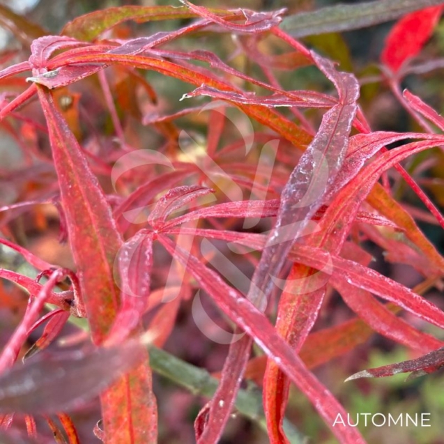Acer palmatum 'NC Red' - Érable du Japon