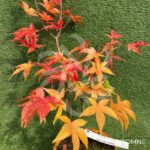 Acer palmatum 'Naka oku gawa' - Érable du Japon