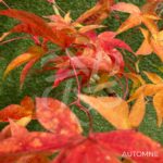 Acer palmatum 'Naka oku gawa' - Érable du Japon