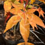 Acer palmatum 'Naka oku gawa' - Érable du Japon