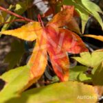Acer palmatum 'Naka oku gawa' - Érable du Japon