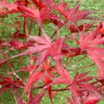 Acer Palmatum 'Nogat' - Érable du Japon