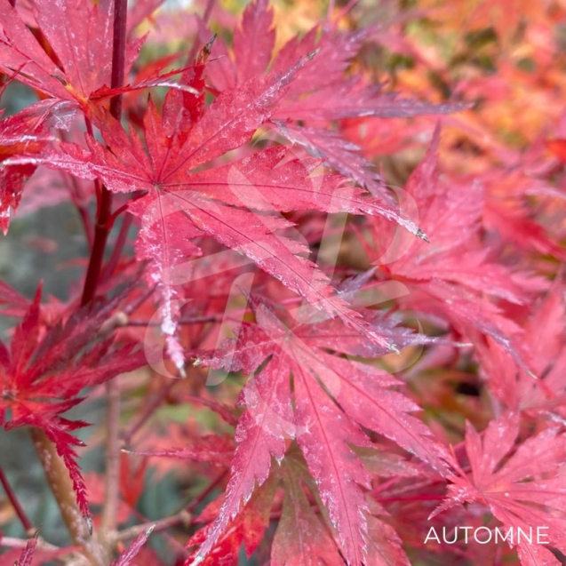 Acer Palmatum 'Nogat' - Érable du Japon