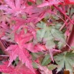 Acer Palmatum 'Nogat' - Érable du Japon