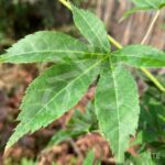 Acer Palmatum 'Nomura Koyo' - Érable du Japon