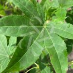 Acer Palmatum 'Nomura Koyo' - Érable du Japon