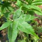 Acer Palmatum 'Nomura Koyo' - Érable du Japon