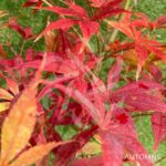 Acer palmatum 'Nyaku oji' - Érable du Japon