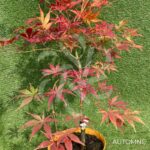 Acer palmatum 'Nyaku oji' - Érable du Japon