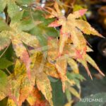 Acer palmatum 'Susan' - Érable du Japon