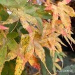 Acer palmatum 'Susan' - Érable du Japon
